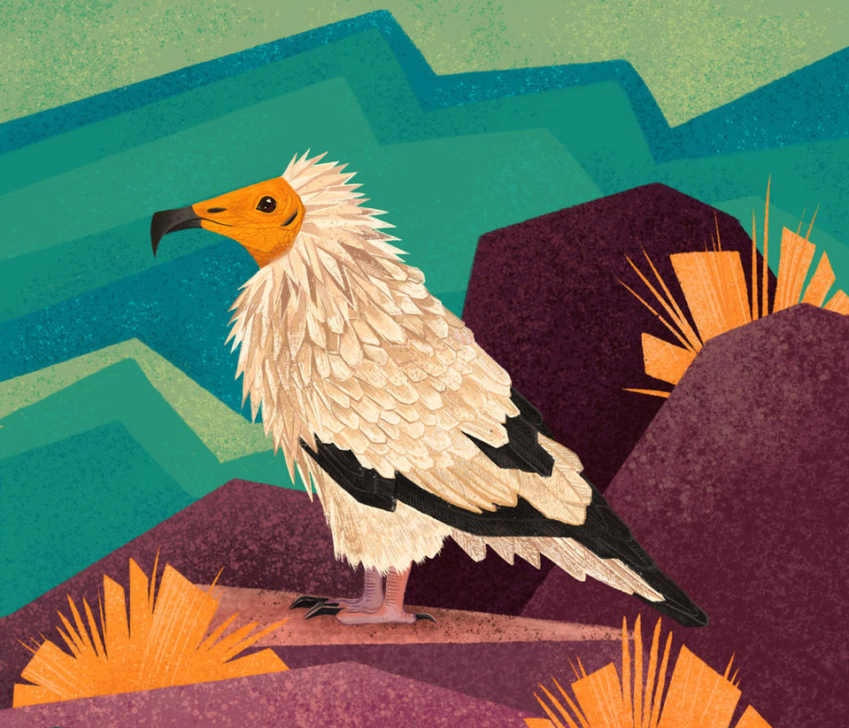 illustration of EGYPTIAN VULTURE bird species by wildlife illustrator Rohan Dahotre