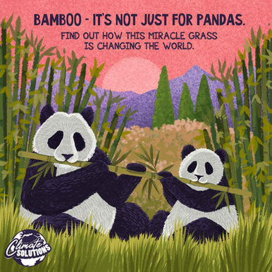 Environmental storytelling illustrations highlighting bamboo as a sustainable resource for carbon capture, green materials, ecosystem restoration, and climate action.