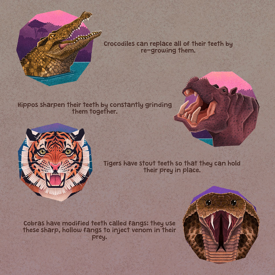 Teeth Explainer_1.jpg