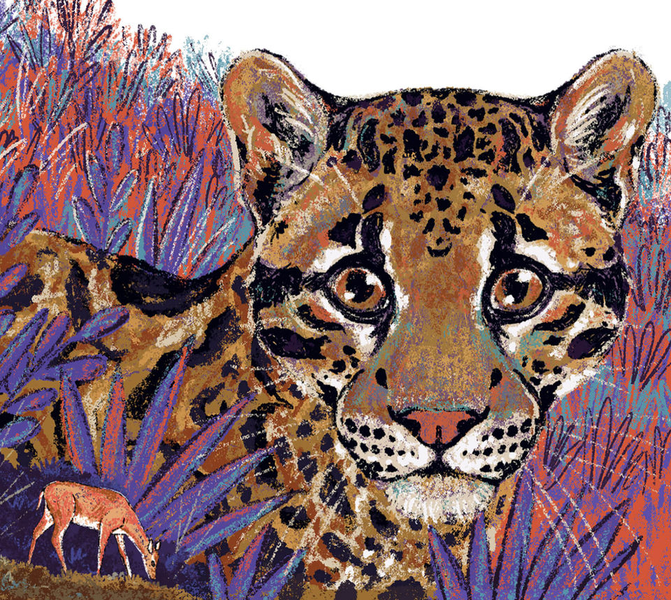Illustration of CLOUDED LEOPARD for current Conservation by wildlife illustrator Rohan Dahotre