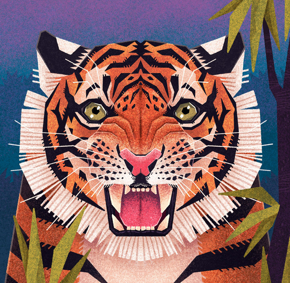 illustration of tiger for All about teeth picture book for PRATHAM BOOKS by wildlife illustrator Rohan Dahotre