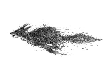 Detailed ink illustration of fox by wildlife illustrator Rohan Dahotre