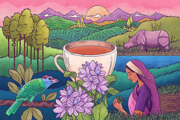 Key Elements of the Illustration: The Centered Cup: A large, steaming white ceramic cup filled with robust, malty Chai Point Assam Tea. Tea Plantations: Rolling green terraced hills in the background that mirror the iconic landscape of Indian tea estates. The Tea Harvester: A local woman dressed in traditional attire carefully hand-plucking fresh leaves into a wicker back-basket. One-Horned Rhinoceros: The famous Indian rhinoceros roaming in the background grassland, referencing Assam’s UNESCO-listed Kaziranga National Park. Indigenous Flora & Fauna: A colorful endemic barbet bird perched on a branch in the foreground, alongside blooming purple Water Hyacinths