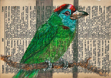 hand-drawn illustration of blue-throated barbet by wildlife illustrator Rohan Dahotre