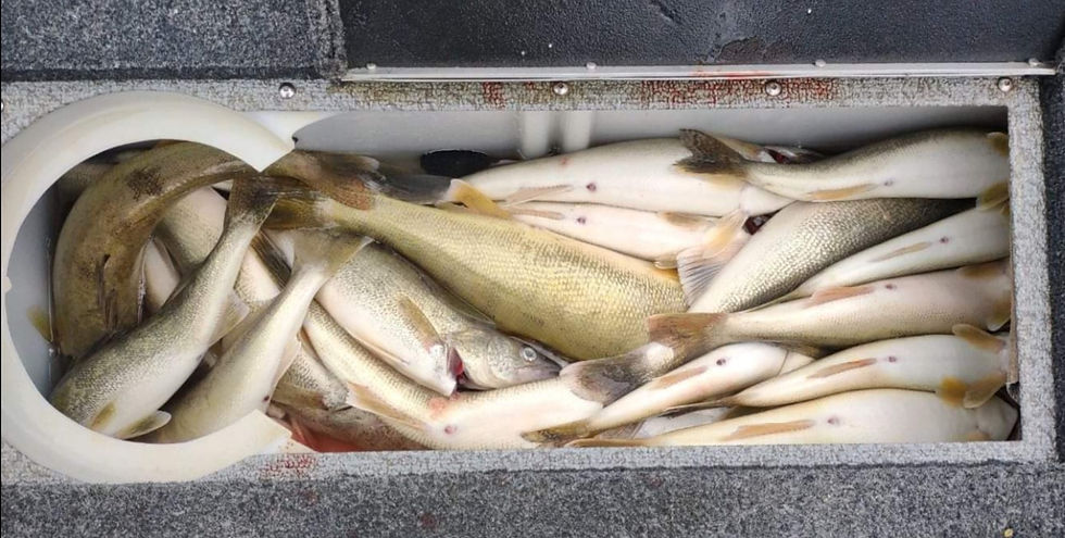 Screenshot_20240323-003556_edited