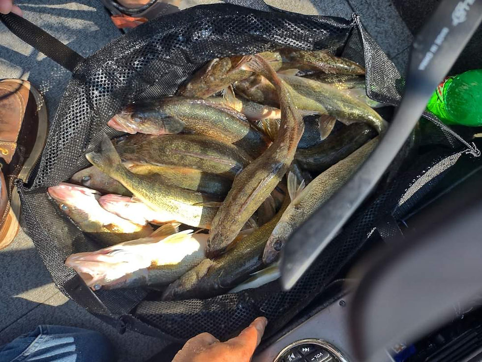 FB_IMG_1711168968249