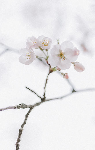 Cherry Blossom_spring.JPG
