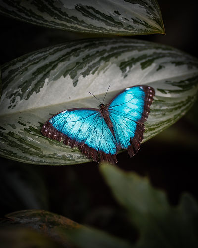 Butterfly effect.jpeg