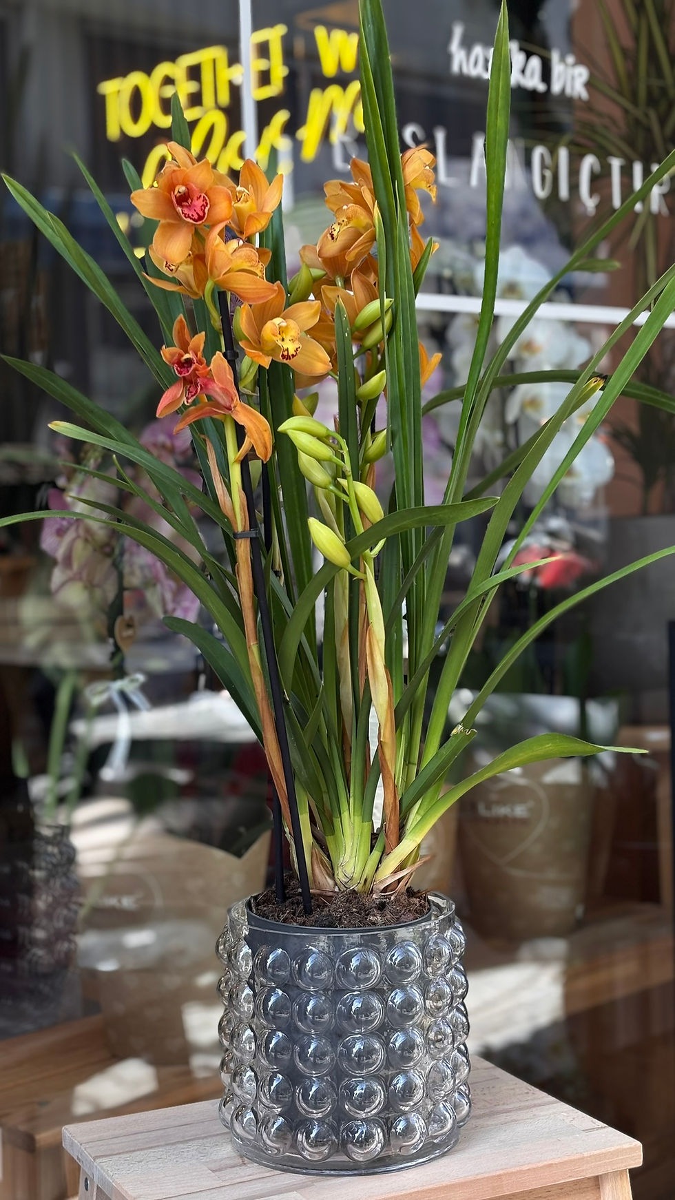 Cymbidium Orkide (90 cm )