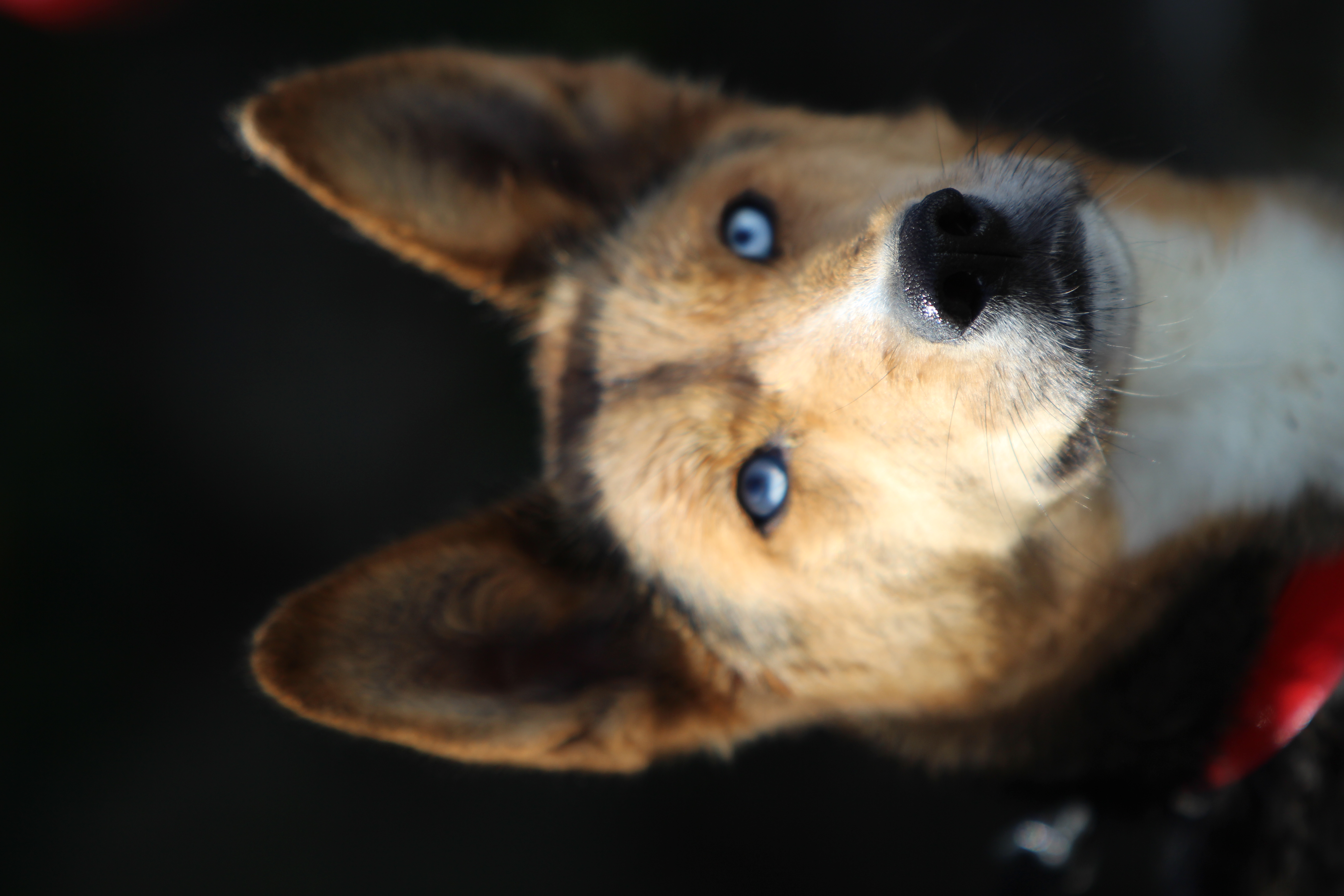 Home Husky Rescue Ireland