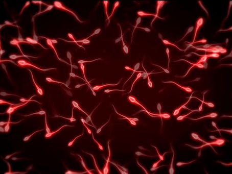 TER RELAÇÃO NO FINAL DA MENSTRUAÇÃO ENGRAVIDA?