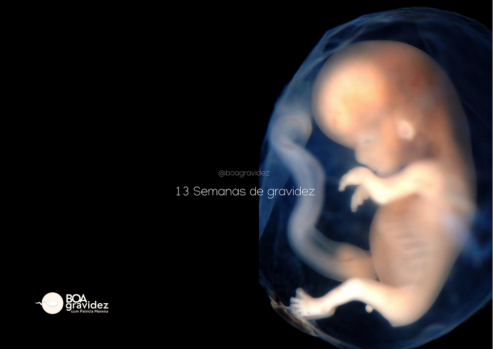 13 SEMANAS DE GRAVIDEZ | Gravidez Semana a Semana