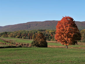 Serenity in Storm King. Photos and The Psychedelic Furs.