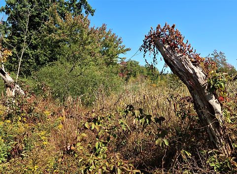 Trunks and Vines from The Art of Paul Jacks