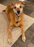 Pet_Family_Support_Forever_Peaceful_Memo