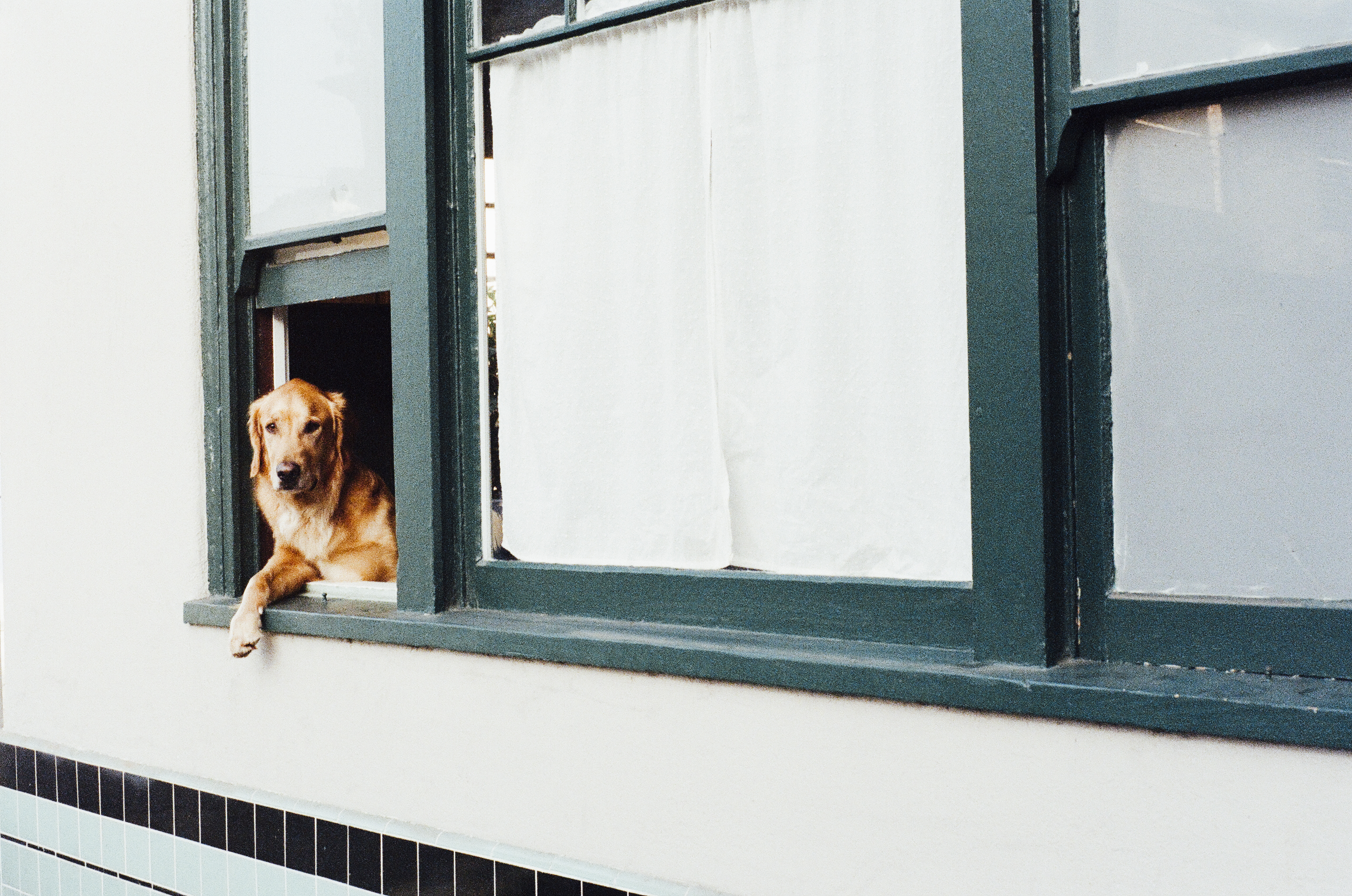 DOGO — concept app for dog owners and sitters