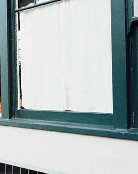 Dog in a Window