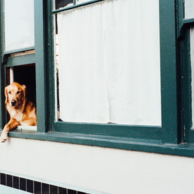 Dog in a Window