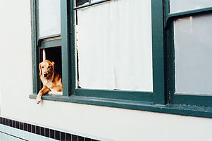 Dog in a Window