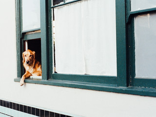 The Importance of Consistent Pet Socialising