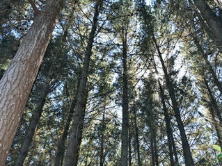 What is Accoya Timber