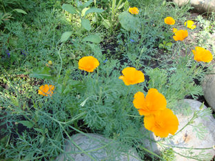 Herbal Medicine to Stop Migraine Headaches