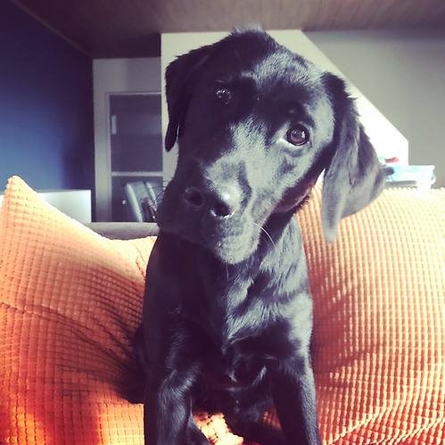Dove Hond Canis Maior Hatto.png