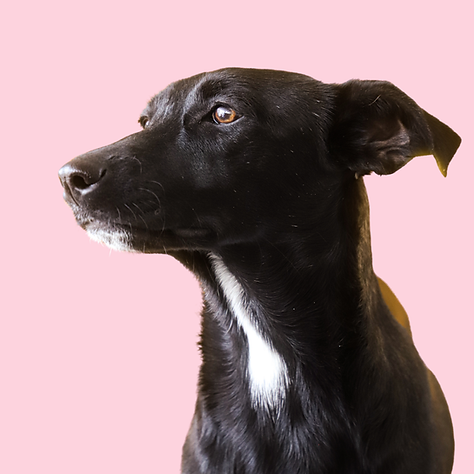 Help! Mijn hond heeft stress.png