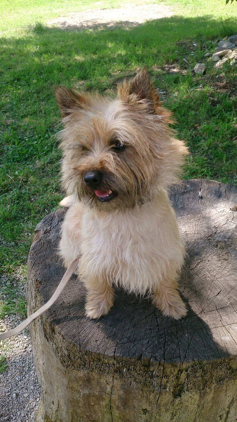 Hunde_für_Webseite_227.JPG