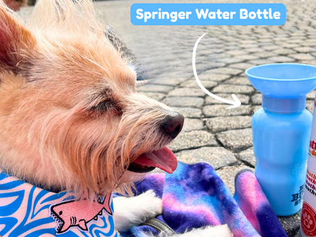 Dog with water bottle