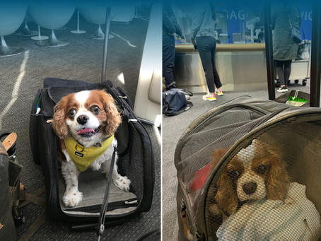 Cavalier dog inside his carrier at the airport