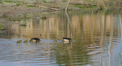les oies sauvages