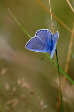 l'argus  bleu