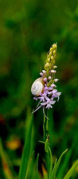l'escargot  sur  une orchidée