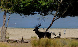le cerf  elaphe