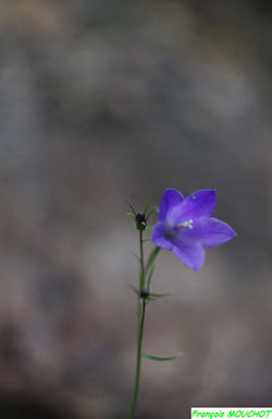la campanule
