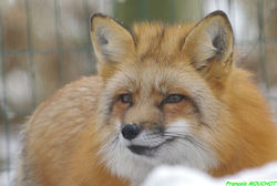 renard roux