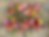 Burghblooms (2500 x 1900 px).png