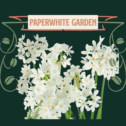 Paperwhite Table Garden Kit | Burghblooms