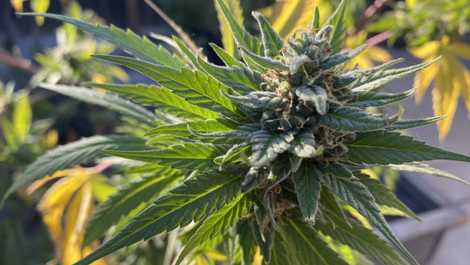 Democratic Senate Leaders Announce Steps To Federally Legalize Marijuana In 2021