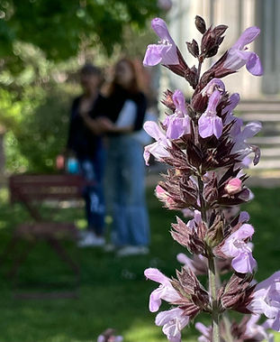 Saugeofficinale-20240412-WA0004.jpg