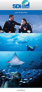 sdi_ltd_banner_1113_web.jpg