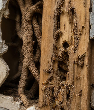 Termite treatments gladstone