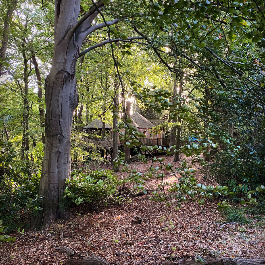 Treehouse From the Woods
