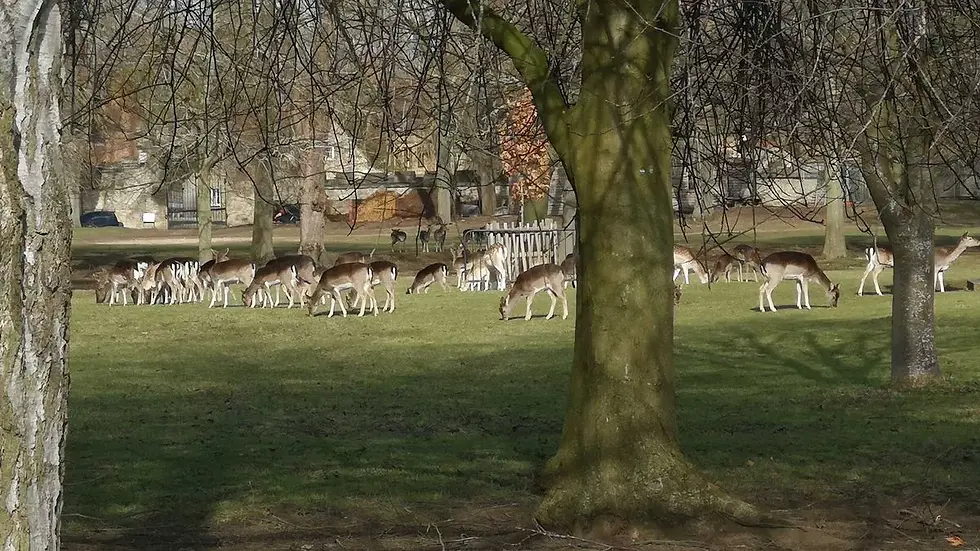 0_Magdalen-college-deer.webp