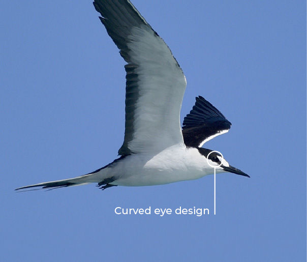 Halo-Birds-3.jpg