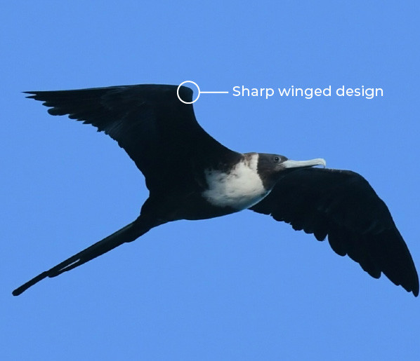 Halo-Birds-1.jpg