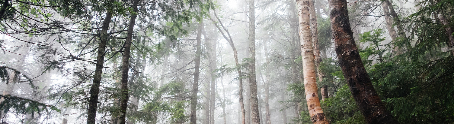 Bosque con niebla