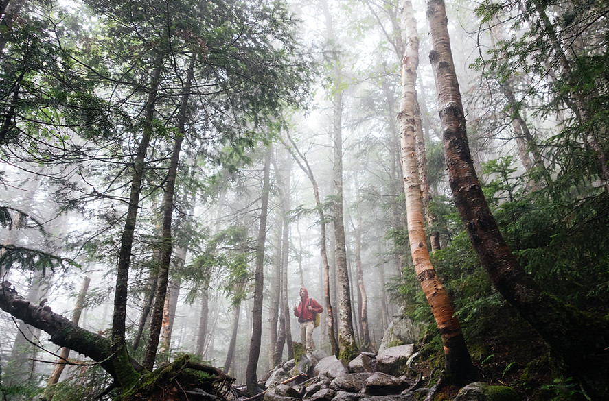 Woods with Fog