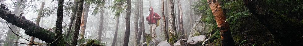 Fog ile Woods